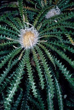 APII jpeg image of Banksia plumosa subsp. plumosa  © contact APII