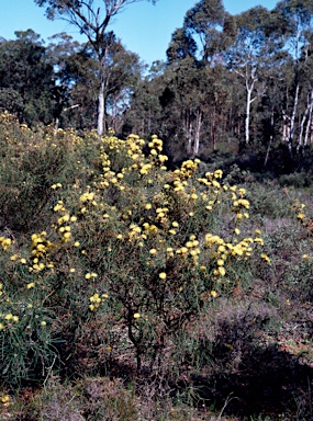 APII jpeg image of Banksia polycephala  © contact APII
