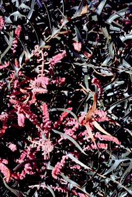 APII jpeg image of Banksia pteridifolia  © contact APII