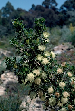APII jpeg image of Banksia sessilis var. cygnorum  © contact APII