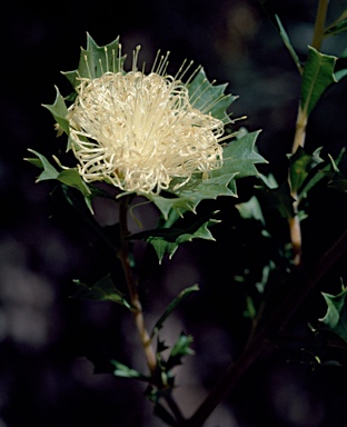 APII jpeg image of Banksia sessilis var. cygnorum  © contact APII
