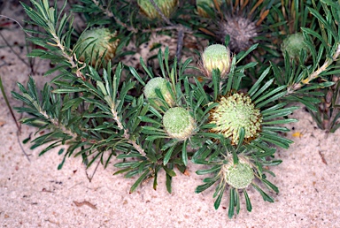 APII jpeg image of Banksia tridentata  © contact APII
