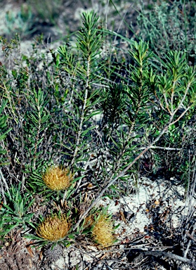 APII jpeg image of Banksia tridentata  © contact APII