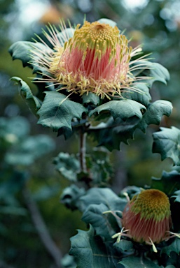 APII jpeg image of Banksia undata  © contact APII