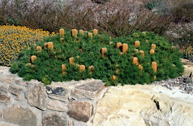 APII jpeg image of Banksia spinulosa 'Birthday Candles'  © contact APII