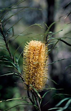 APII jpeg image of Banksia spinulosa 'Carnarvon Gold'  © contact APII