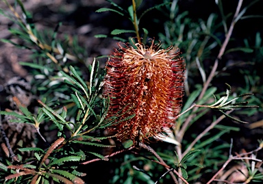 APII jpeg image of Banksia spinulosa 'Honey Pots'  © contact APII
