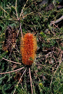 APII jpeg image of Banksia ericifolia 'Limelight'  © contact APII