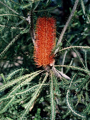 APII jpeg image of Banksia ericifolia 'Red Clusters'  © contact APII