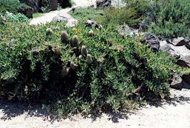 APII jpeg image of Banksia serrata 'Pygmy Possum'  © contact APII