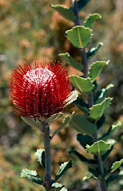 APII jpeg image of Banksia coccinea 'Waite Crimson'  © contact APII
