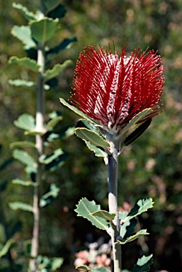 APII jpeg image of Banksia coccinea 'Waite Crimson'  © contact APII