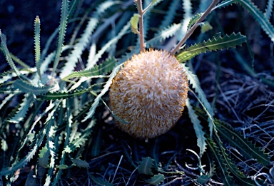 APII jpeg image of Banksia hookeriana 'Waite Orange'  © contact APII