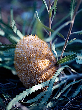 APII jpeg image of Banksia hookeriana 'Waite Orange'  © contact APII