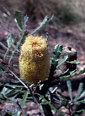 APII jpeg image of Banksia pilostylis  © contact APII