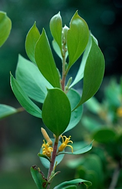 APII jpeg image of Persoonia levis  © contact APII