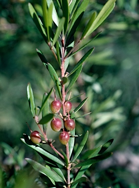 APII jpeg image of Persoonia linearis  © contact APII