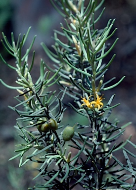 APII jpeg image of Persoonia mollis subsp. livens  © contact APII