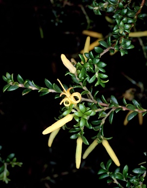 APII jpeg image of Persoonia terminalis subsp. recurva  © contact APII