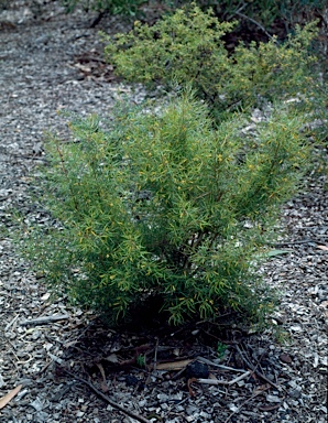 APII jpeg image of Persoonia tenuifolia  © contact APII