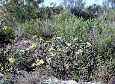 APII jpeg image of Petrophile brevifolia  © contact APII