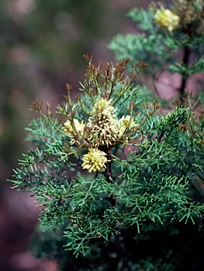 APII jpeg image of Petrophile canescens  © contact APII