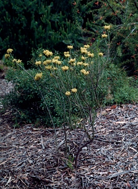 APII jpeg image of Petrophile latericola  © contact APII