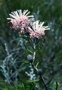 APII jpeg image of Petrophile linearis  © contact APII