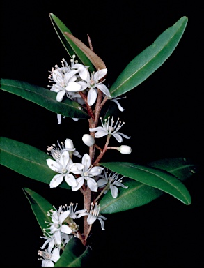 APII jpeg image of Nematolepis squamea subsp. squamea  © contact APII