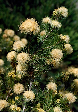 APII jpeg image of Melaleuca systena  © contact APII