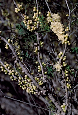 APII jpeg image of Melaleuca acuminata subsp. acuminata  © contact APII