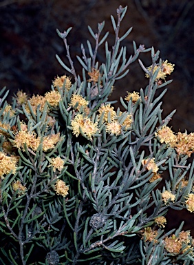 APII jpeg image of Melaleuca brophyi  © contact APII