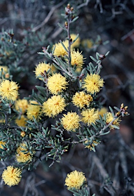 APII jpeg image of Melaleuca brophyi  © contact APII