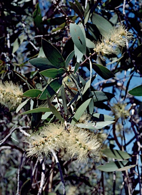 APII jpeg image of Melaleuca viridiflora  © contact APII