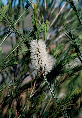 APII jpeg image of Melaleuca armillaris  © contact APII