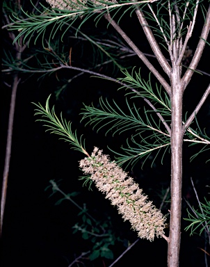 APII jpeg image of Melaleuca 'Ballarkona'  © contact APII