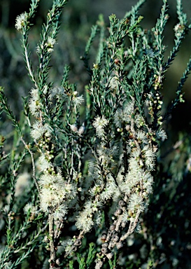 APII jpeg image of Melaleuca brevifolia  © contact APII