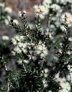 APII jpeg image of Melaleuca pauperiflora subsp. pauperiflora  © contact APII