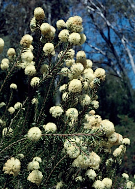 APII jpeg image of Melaleuca capitata  © contact APII