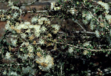 APII jpeg image of Melaleuca calycina  © contact APII