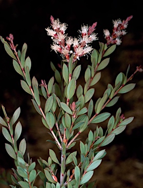 APII jpeg image of Melaleuca cheelii  © contact APII