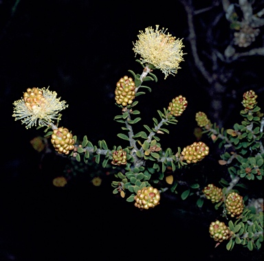 APII jpeg image of Melaleuca ciliosa  © contact APII