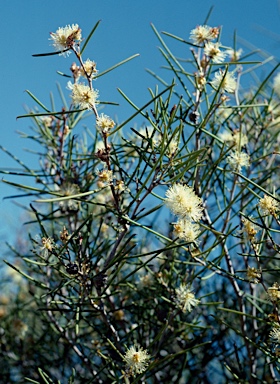 APII jpeg image of Melaleuca concreta  © contact APII