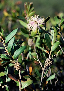 APII jpeg image of Melaleuca campanae  © contact APII