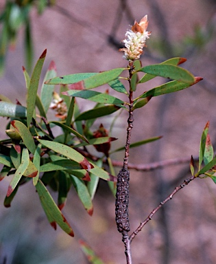 APII jpeg image of Melaleuca cornucopiae  © contact APII