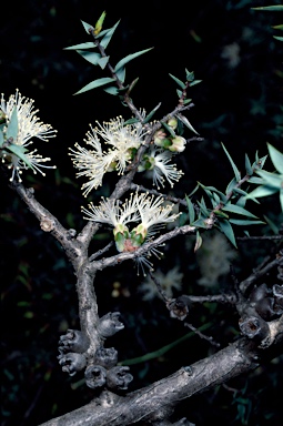 APII jpeg image of Melaleuca marginata  © contact APII