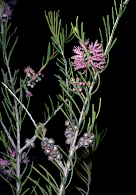 APII jpeg image of Melaleuca ctenoides  © contact APII