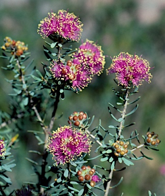 APII jpeg image of Melaleuca leptospermoides  © contact APII