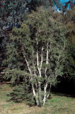 APII jpeg image of Melaleuca cuticularis  © contact APII