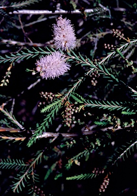 APII jpeg image of Melaleuca decussata  © contact APII